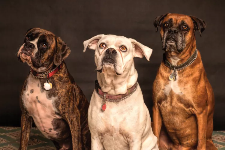 Pet Photography